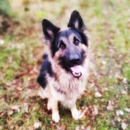 Myla - Lana - Skipper avatar
