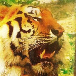 shturm avatar