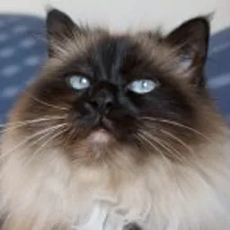 Sinaida avatar