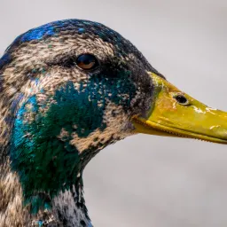 FreeDuck