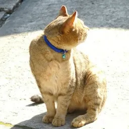 sleepcat avatar