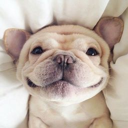 slobo avatar