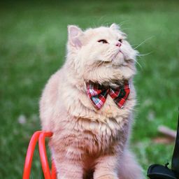 softpaws avatar