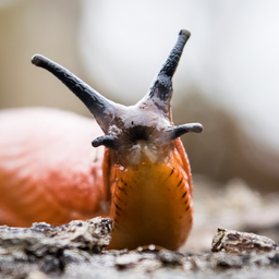 space-slug avatar