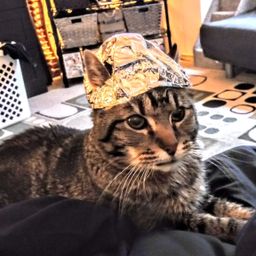 cryptokitten avatar