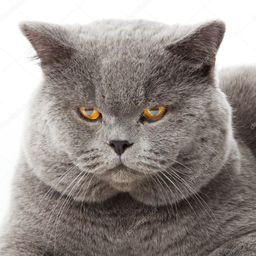 Spolek avatar