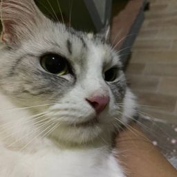 sponti avatar