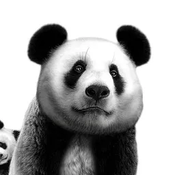 SteemBike The Panda avatar