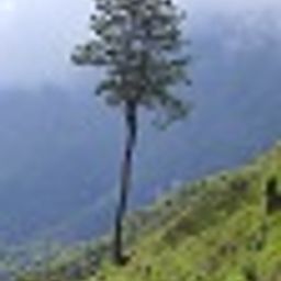 Steemforest  avatar