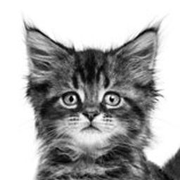 SteemKitten avatar