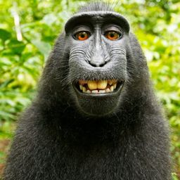 Steem Monkey avatar