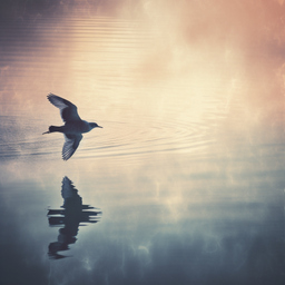 stillflug avatar