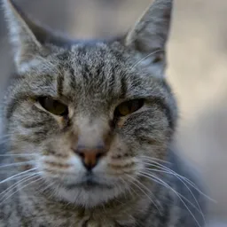 Stray avatar