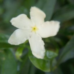 sucimelati avatar