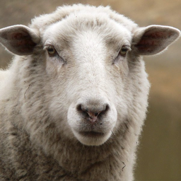 sugoisheep avatar