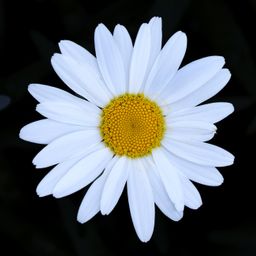 Sumaya Aster avatar