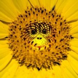 sun-monkey avatar