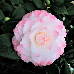 sunitab avatar