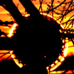 sunnrider avatar