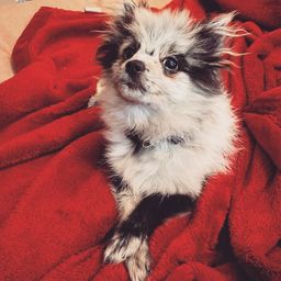 SunnyThePom avatar