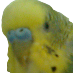 SuperChato
