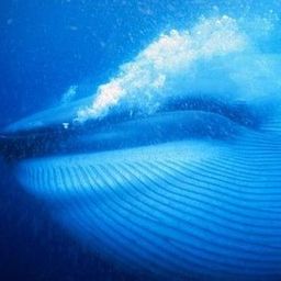 Whale BoT avatar