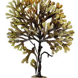 Tångheim avatar