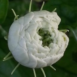 tangmo avatar
