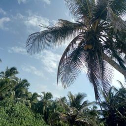 Tayrona Park Info avatar