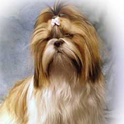 Tchigina avatar