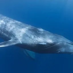 Blue Whale avatar