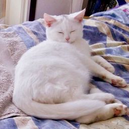 thecatfiles avatar