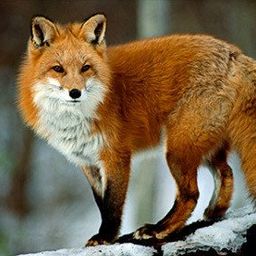 The_Fox127 avatar