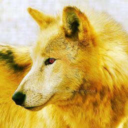 thegoldenwolf