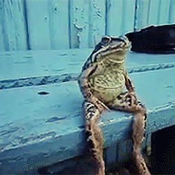 JBullfrog avatar