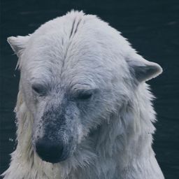 northerner  avatar