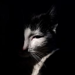 Vil avatar