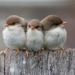 threebirds avatar