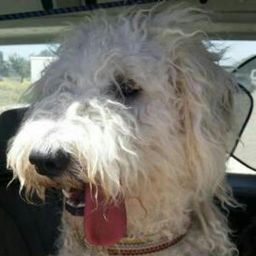 Tim avatar