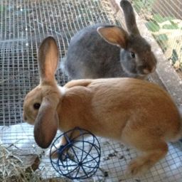The Toasted Rabbit avatar