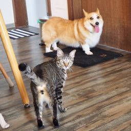 Toby & Tako avatar