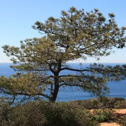 torreypines avatar