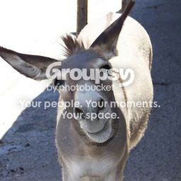 Limerick Jackass avatar