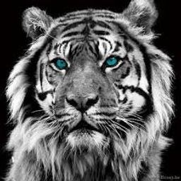 Traderr avatar