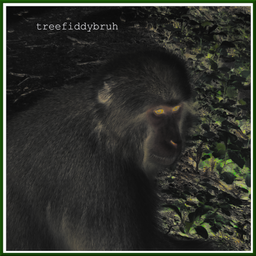 treefiddybruh avatar