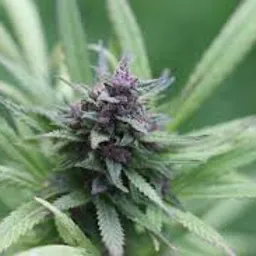 Trichomes Network avatar