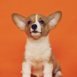 under.dog avatar