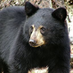 Ursa avatar