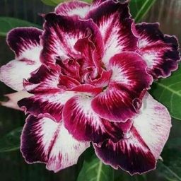 vibaziz avatar