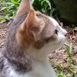 vincric avatar